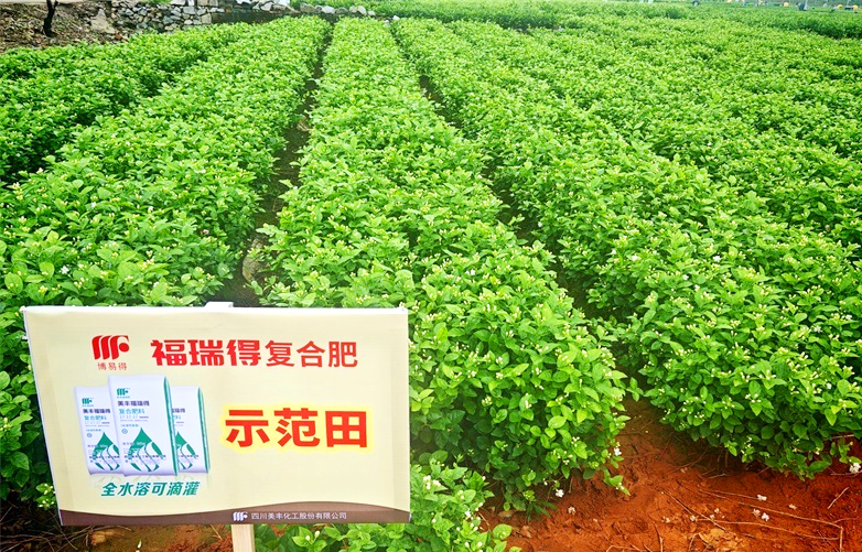 夏攻行动：永利3044noc肥绽放在茉莉飘香处